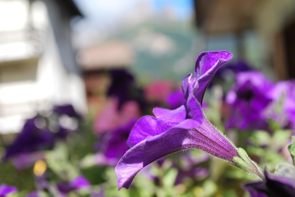 Villa L'Aida Canazei Zewnętrze zdjęcie